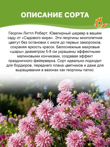 Георгин Литтл Роберт (помпонный)