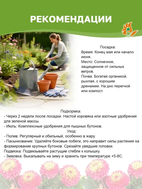 Георгин Литтл Роберт (помпонный)