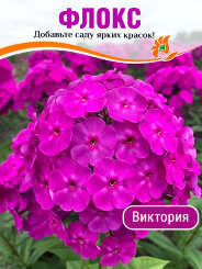 Флокс Виктория Флокс Виктория