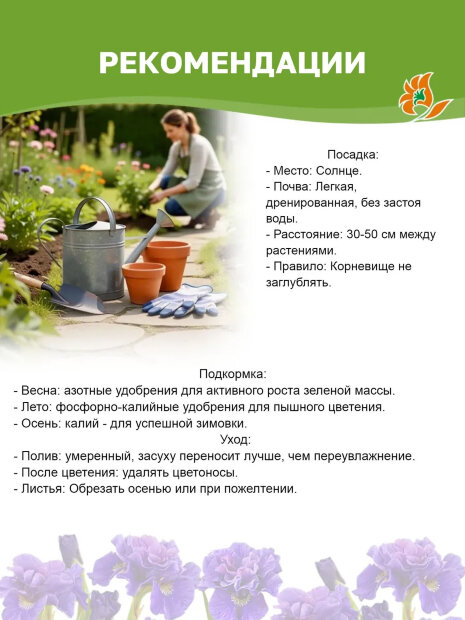 Ирис Пинк Парфе (сибирский)