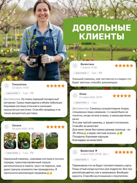 Ирис Пинк Парфе (сибирский)