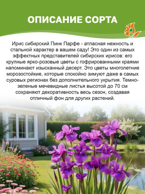 Ирис Пинк Парфе (сибирский)