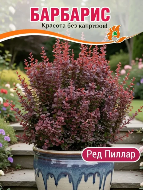 Барбарис Ред Пиллар (Тунберга) саженцы 