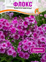Флокс Дракон Флокс Дракон