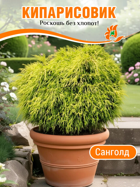 Кипарисовик Санголд (горохоплодный)