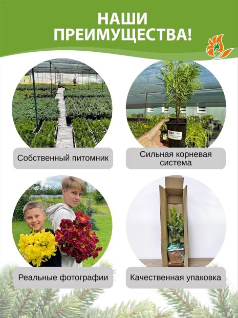 Кипарисовик Санголд (горохоплодный)