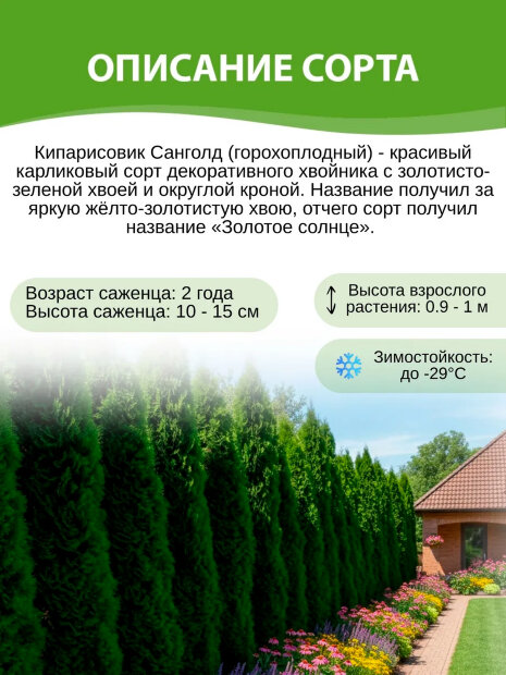 Кипарисовик Санголд (горохоплодный)