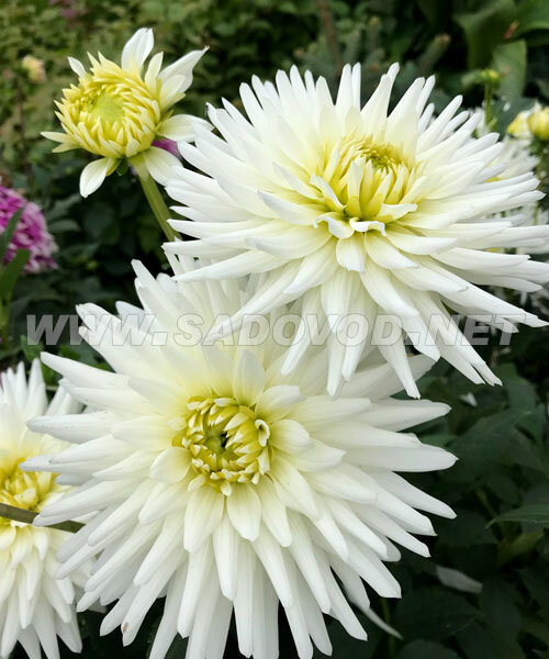Георгин Май Лав (кактусовидный)