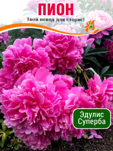 Пион Эдулис Суперба (травянистый)