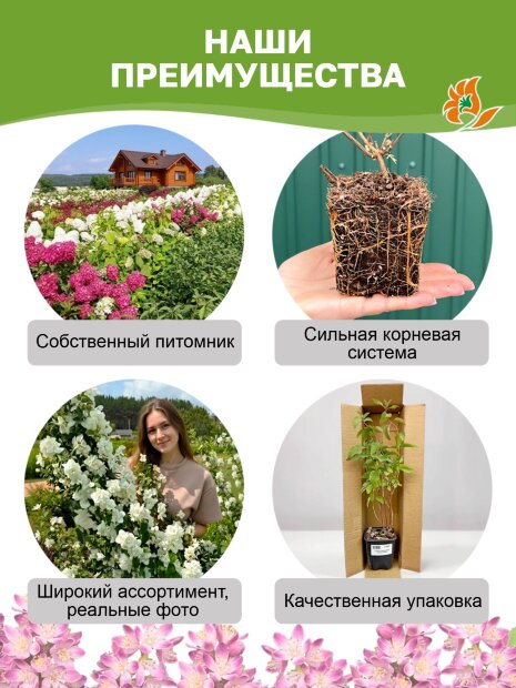 Дейция Монт Роуз (гибридная) саженцы 