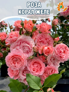 Роза Корал Желе Роза Корал Желе