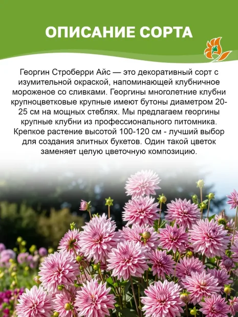 Георгин Строуберри Айс (крупноцветковый)