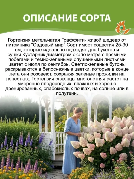 Гортензия Граффити (метельчатая) 