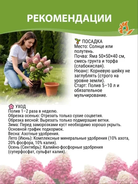 Гортензия Граффити (метельчатая) 
