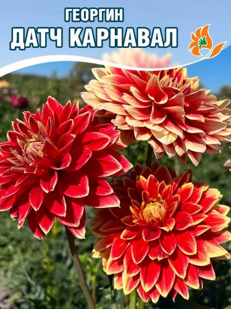 Георгин Датч Карнавал (декоративный)