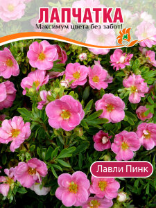Лапчатка Лавли Пинк (кустарниковая)