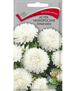 Астра низкорослая Белый Ковёр Астра низкорослая Белый Ковёр