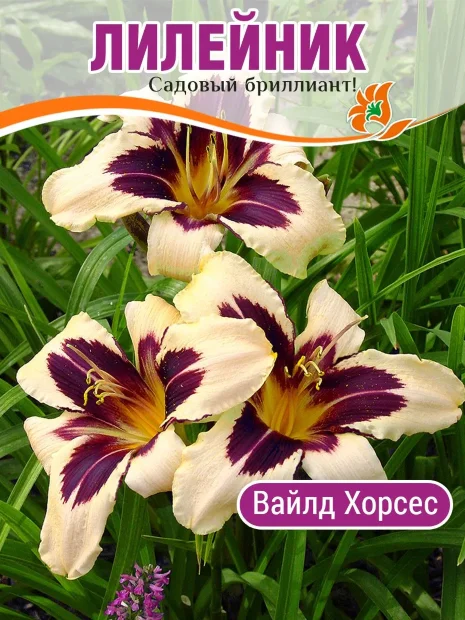 Лилейник Вайлд Хорсес