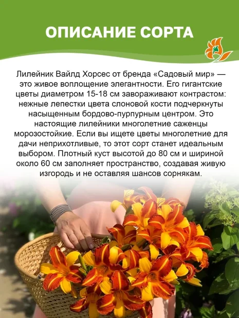 Лилейник Вайлд Хорсес