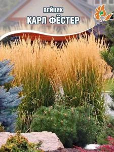 Вейник Карл Фёстер
