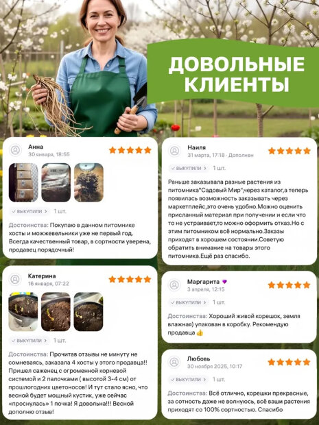 Хоста Сансет Грувз