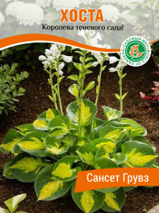 Хоста Сансет Грувз Хоста Сансет Грувз