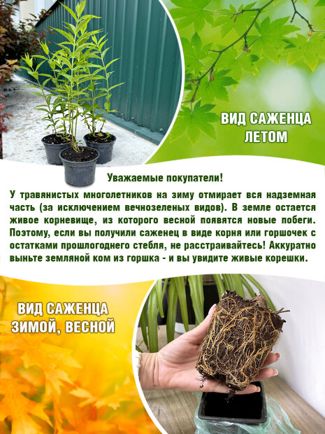 Флокс Блю Бой