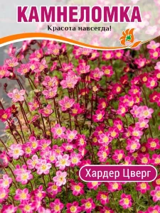 Камнеломка Хардер Цверг, Арендса