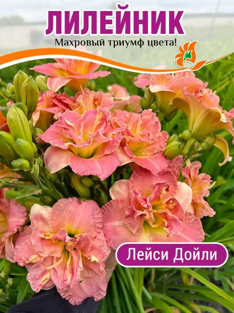 Лилейник Лейси Дойли