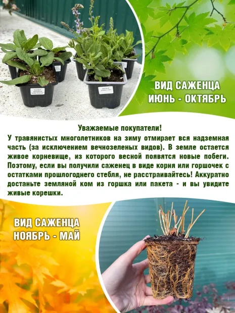 Вербейник Ауреа (монетчатый) 