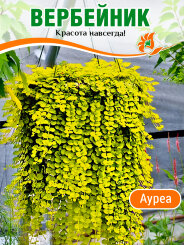 Вербейник Ауреа