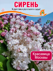 Сирень Красавица Москвы