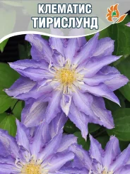 Клематис Тирислунд
