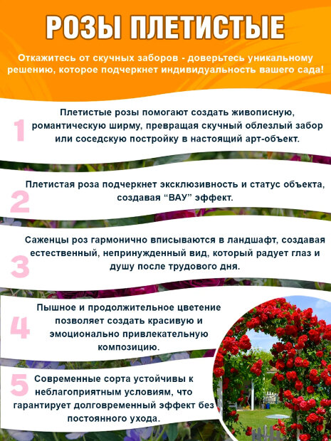 Роза Ди Ди Бриджуотер 