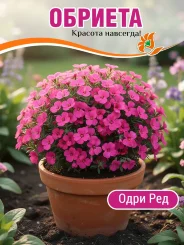 Обриета Одри Ред