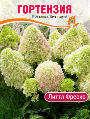 Гортензия Литтл Фреско Гортензия Литтл Фреско