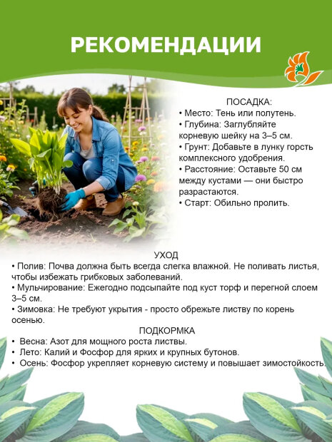 Хоста Пиззазз