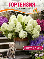 Гортензия Литтл Спуки Гортензия Литтл Спуки