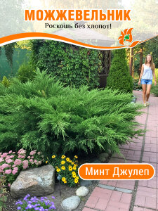 Можжевельник Минт Джулеп (средний) Можжевельник Минт Джулеп (средний)