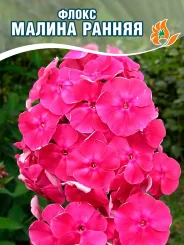 Флокс Малина Ранняя