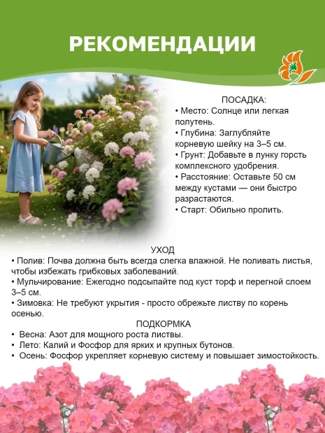 Флокс Малина Ранняя