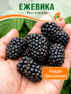 Ежевика Каддо (бесшипая) Ежевика Каддо (бесшипая)