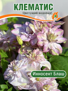 Клематис Инносент Блаш (крупноцветковый)