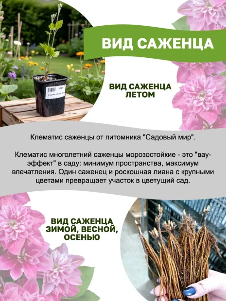 Клематис Инносент Блаш (крупноцветковый) саженцы 