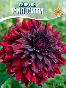 Георгин Рип Сити (декоративный) Георгин Рип Сити (декоративный)