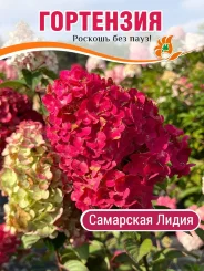 Гортензия Самарская Лидия Гортензия Самарская Лидия