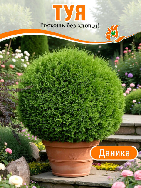 Туя Даника (западная)
