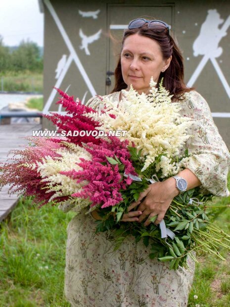 Астильба Смесь