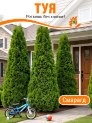 Туя Смарагд Туя Смарагд