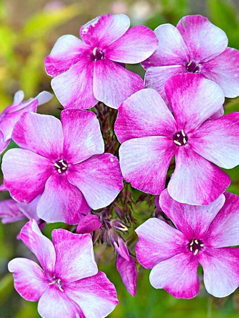 Флокс Модница (Р9)